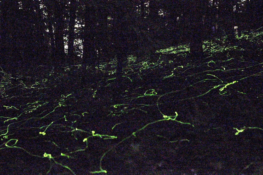 As you can imagine, the uniqueness of the blue ghost fireflies is difficult to capture with a camera.