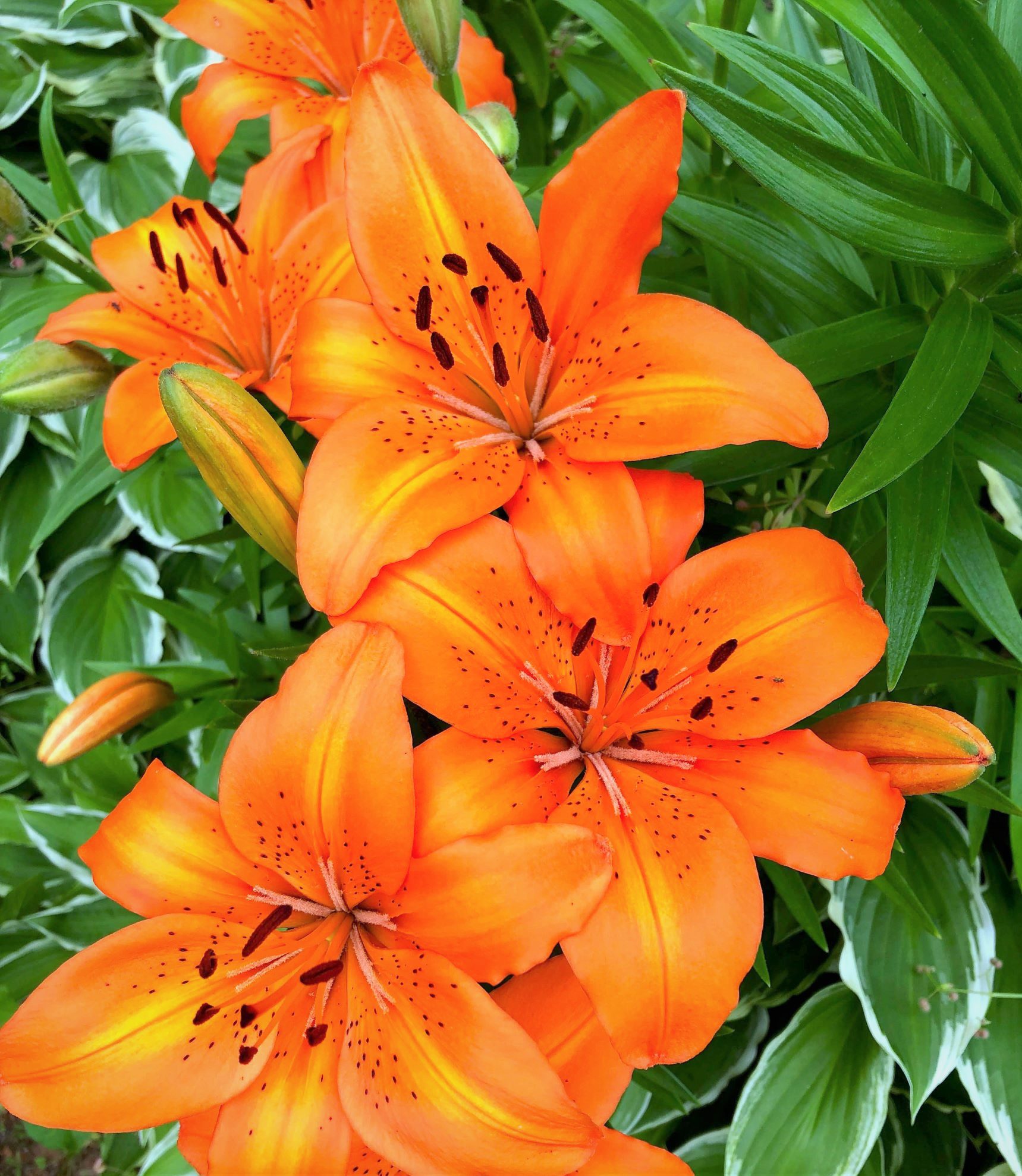 Orange Lilies - Travelers Rest Here