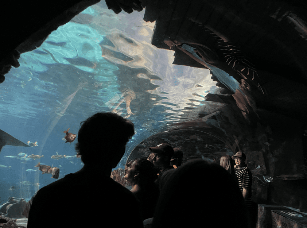Aquarium 5